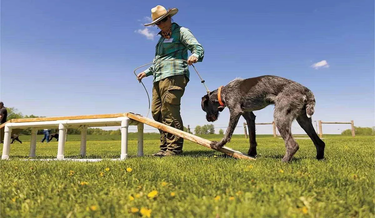 Unruly Dog? This New Method Is an Instant Solution!